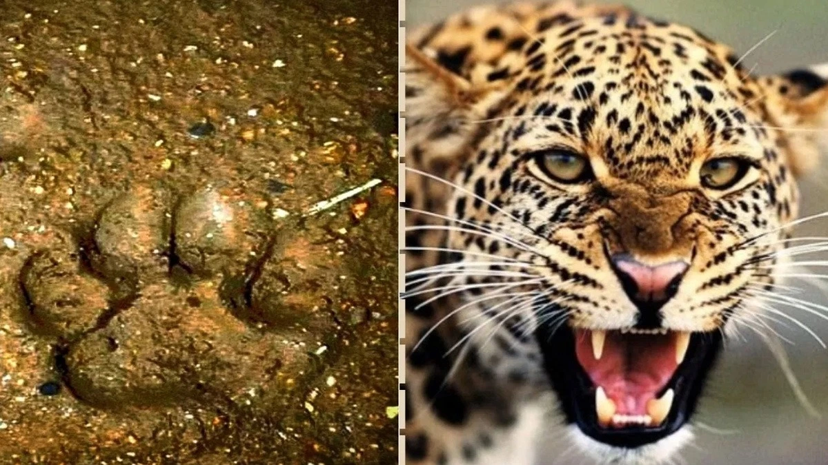 UP के इटावा शहर के करीब पहुंचा तेंदुआ, शहरवासियों में फैली दहशत, क्षेत्र में भय का माहौल।